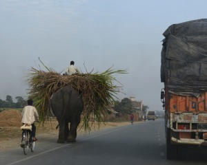 Be careful when you get behind the elephant
